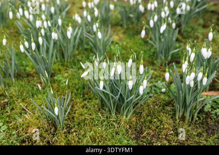 Erster Frühling weiße Wildblumen, Schneeglöckchen im Wald. (Galanthus nivalis). Hallo Frühling Stockfoto