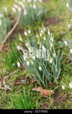 Erster Frühling weiße Wildblumen, Schneeglöckchen im Wald. (Galanthus nivalis). Hallo Frühling Stockfoto