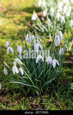 Im ersten Frühling weiße Wildblumen, blühende Schneeglöckchen im Wald. Am sonnigen Tag ( Galanthus nivalis L.). Hallo Frühling Stockfoto