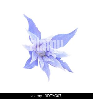 Eine Clematis-Blume in Aquarell. Eine zarte, lila einzelne Blüte, isoliert auf weißem Hintergrund. Perfekt zum Bedrucken von Karten, Textilien und Stockfoto