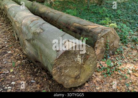 Die abgeholzten alten Buchenstämme liegen auf dem Boden im Wald. Entwaldung aus Sicherheitsgründen Stockfoto