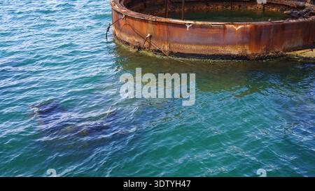 Große Fische schwimmen unter der Oberfläche von klarem blauem Wasser in der Nähe einer rostfreien Metallstruktur. Meereslebewesen sichtbar durch das plätschernde Meer bei Tageslicht. Stockfoto