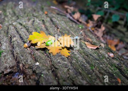 Fallende orange Eichenblätter und grüne Eichel auf dunklem Holzbruch. Herbstlandschaft Stockfoto