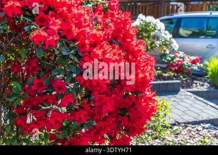 Wunderschöne blühende Rhododendronbüsche entlang der Straße zum Haus. Frühling in Deutschland. Stockfoto