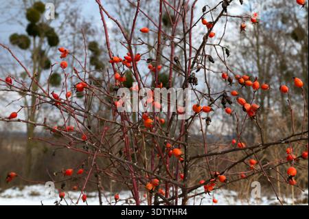 Hagebuttenbeeren am Busch im Winter. Rote Winterschafe am Busch Stockfoto