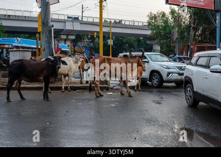Streunende Rinder stehen auf einer nassen Straße in Neu-Delhi und behindern den Verkehr mit Autos, einem Bus und einer in der Ferne sichtbaren Überführung. Stockfoto
