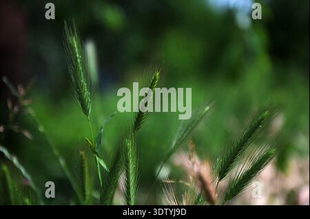 Hordeum murinum, auch bekannt als Wandgerste oder falsche Gerste Stockfoto