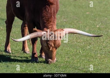 Nahaufnahme des Texas Longhorn Calf in Henrietta, Texas. Weideweide. Stockfoto