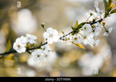 Weiße Kirschblüten blühen auf Zweigen mit warmem goldenem Bokeh. Frühlingsblühender Baum, zarte Blütenblätter, sanfter Fokus, saisonale Schönheit, Naturhintergrund Stockfoto