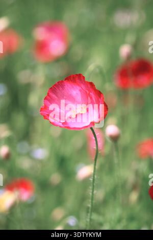 Einzelne rote Mohnblume blüht auf grüner Wiese mit weichem Hintergrund. Wildblumenmakro, Frühlingsnatur, lebendige Blütenblätter, zarte Stiele Stockfoto