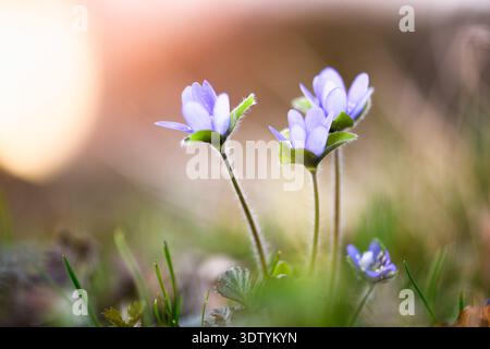 Kleine blaue Wildblumen, die auf einer Wiese wachsen und von sanftem goldenem Sonnenlicht beleuchtet werden. Frühlingsblüte, frisches Gras, weiches Bokeh, saisonaler Naturhintergrund Stockfoto