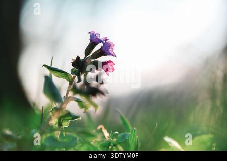 Kleine violette und rosa Wildblume im grünen Gras mit weicher, verschwommener Wiese dahinter. Frühling Natur, lebendige Blütenblätter, geringe Tiefe, floraler Hintergrund im Freien Stockfoto