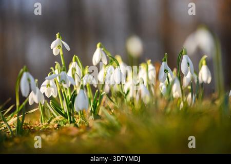 Gruppe von weißen Schneeglöckchen, die im Gras wachsen, beleuchtet durch warme Abendsonne. Frühlingswiese, saisonale Erneuerung, natürliche Umgebung, weicher Bokeh-Hintergrund Stockfoto