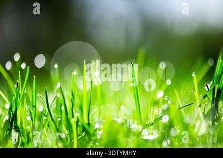 Frische grüne Grashalme mit funkelnden Tautropfen bei Sonnenlicht. Frühlingsmorgen, Makro Natur, Wassertröpfchen, helles Bokeh, Frische Konzept Stockfoto