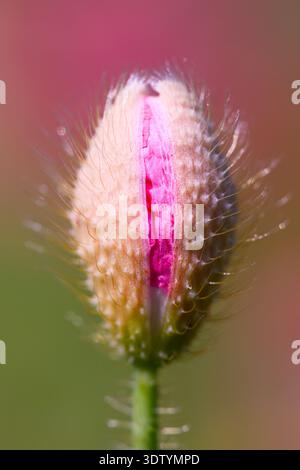 Nahaufnahme einer ungeöffneten Mohnknospe, die mit winzigen Haaren vor weichem grünem Hintergrund bedeckt ist. Wildblumen-Makro, Frühlingswachstum, botanisches Detail, natürliches Licht Stockfoto