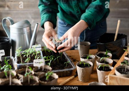 Weibliche Hände arrangieren Pfeffer- und Tomatensämlinge in Torftöpfen auf Holztisch. Garten-Arbeitsplatz mit biologisch abbaubaren Behältern Stockfoto