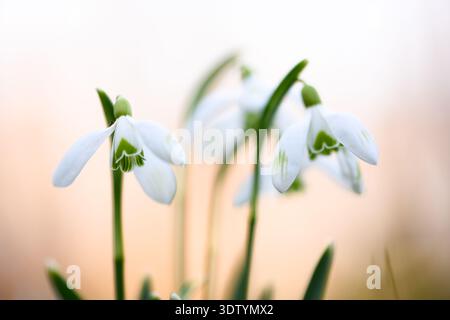 Nahaufnahme blühender Schneeglöckchen mit weichem Pastellhintergrund und sanftem natürlichem Licht. Minimale florale Zusammensetzung, Blüte in der Frühsaison, Frühlingsfrische, selektiver Fokus Stockfoto