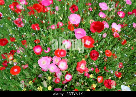 Helle Mohnblumen in verschiedenen Rot- und Rosa-Tönen, die im natürlichen Feld blühen. Wildblumen im Frühling, dichte Vegetation, floraler Hintergrund, Natur auf dem Land Stockfoto
