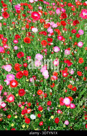 Blühender roter Mohn, verstreut über üppig grünes Feld. Frühling Wildblumen, floraler Hintergrund, helle Blütenblätter, natürliche Landschaft, saisonale Farbe Stockfoto