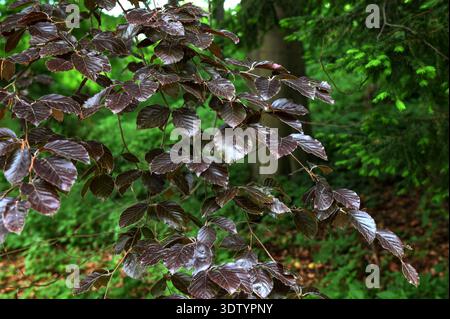 Fagus sylvatica purpurea Baumzweige, schöne Zierbuche, Kupferbuche mit violetten Blättern, Frühsommer Stockfoto
