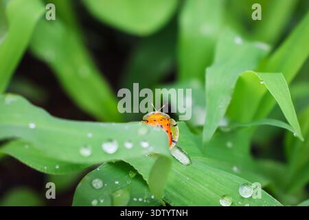 Ein kleiner Marienkäfer, der auf grünen Blättern sitzt, mit Tautropfen drauf. Stockfoto