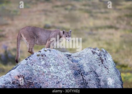 Ein puma steht auf einem großen Felsen und scannt die Landschaft Torres del Paine, Patagonien - Chile. Stockfoto