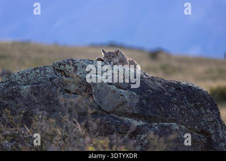 Ein puma liegt entspannt hoch oben auf einem Felsen und schaut ruhig zu dem Fotografen. Torres del Paine, Patagonien - Chile. Stockfoto