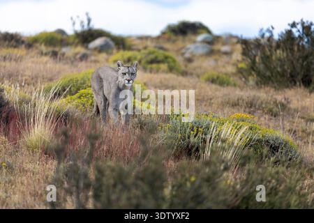 Ein wilder puma rennt auf uns zu und ignoriert uns. Fotografiert in Torres del Paine, Patagonien, Chile. Stockfoto