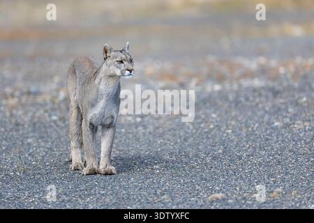 Ein wilder puma rennt auf uns zu und ignoriert uns. Fotografiert in Torres del Paine, Patagonien, Chile. Stockfoto