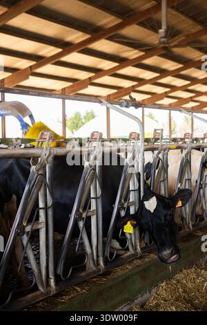 Kühe, die sich in der Scheune von Heu ernähren Stockfoto