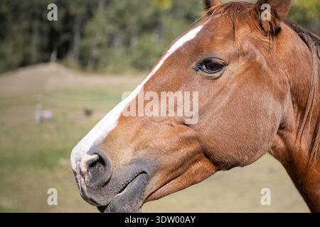 Nahprofil eines Kastanienpferdes bei natürlichem Licht mit Fellstruktur und Gesichtsdetails. Stockfoto