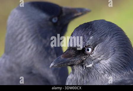 Jackdaws (Corvus monedula) Köpfe in der Nahaufnahme Stockfoto