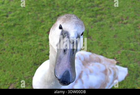 Stummer Schwan (Cygnus olor) juveniler mit unreifem Gefieder-Kopf in der Nahaufnahme Stockfoto