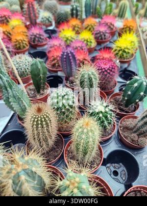 Nahaufnahme verschiedener grüner Kakteen mit scharfen Stacheln, die in kleinen Töpfen auf einem Regal in einem Blumenladen wachsen. Eine Sammlung von Wüstenpflanzen, die die Natur zeigen Stockfoto