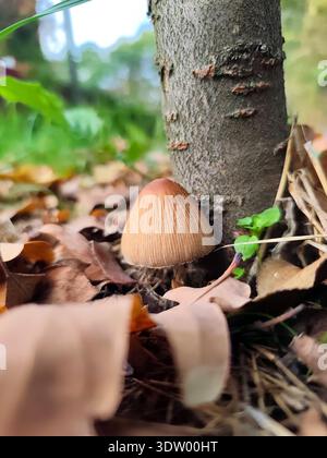 Kleiner brauner Pilz, der an der Basis eines jungen Baumes wächst, umgeben von trockenen Herbstblättern und grünem Gras auf dem Waldboden. Coprinellus micaceus, GL Stockfoto