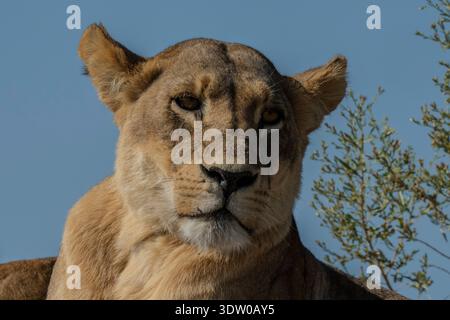 Löwin (Panthera leo) Nahporträt, Okavango Delta, Botswana. Stockfoto