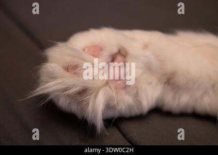 Katzenpfote mit weichem weißem Fell und rosafarbenen Zehenpolstern Stockfoto
