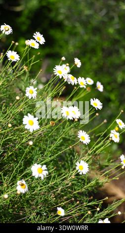 Blühende Bellis perennis mit hellweißen Blüten und gelben Zentralen, die natürlich in einer warmen, tropisch beeinflussten Umgebung mit dem Erdboden wachsen Stockfoto