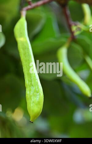Ceratonia siliqua (Johannisbrotbaum) junge grüne Schoten Nahaufnahme, Teneriffa Kanarische Inseln Spanien. Stockfoto