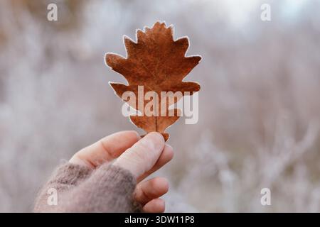 Hand, die ein einzelnes mattiertes braunes Eichenblatt vor einem verschwommenen Hintergrund des Winterwaldes hält. Ein trockenes Eichenblatt mit Frostkristallen an den Kanten. Herbstsaison. Stockfoto