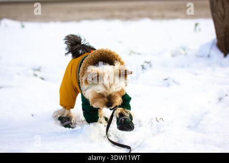 Lustige süße Yorkshire Terrier Hunderasse in einem warmen Anzug, Overalls, die an kalten, frostigen Wintertagen in einem Waldpark spazieren gehen. Ein gekleideter Hund in warmer Kleidung. Stockfoto