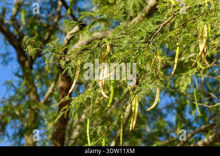 Mesquite Pods Against Blue Sky, Buíque, Pernambuco, Brasilien Stockfoto