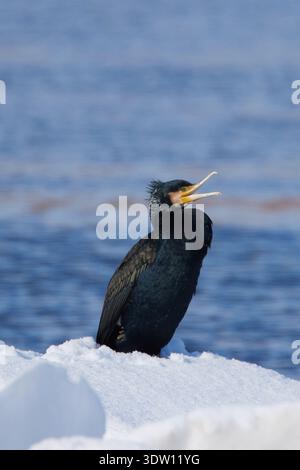 Phalacrocorax carbo, Kormoran, großer Kormoran Stockfoto