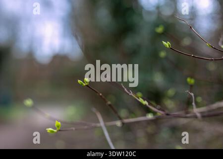 Ein Nahfoto von hellgrünen Blättern, die aus einem Zweig sprießen, symbolisieren das frische Wachstum und den frühen Frühling Stockfoto