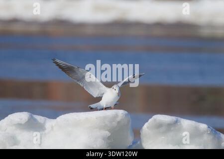 Chroicocephalus ridibundus, Lachmöwe, schwarzköpfige Möwe Stockfoto