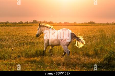 Ein weißes Pferd galoppiert bei Sonnenuntergang frei durch eine goldene Wiese mit warmem orangenem Licht, das Mähne und Schwanz beleuchtet Stockfoto