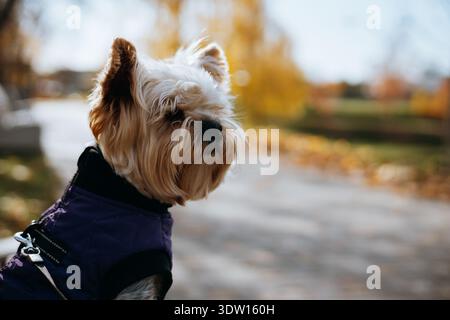 Yorkshire Terrier Hund genießt einen sonnigen Herbsttag im Freien. Ein niedlicher, stylischer Yorkie-Hund trägt eine lila Jacke, während er die fa genießt Stockfoto