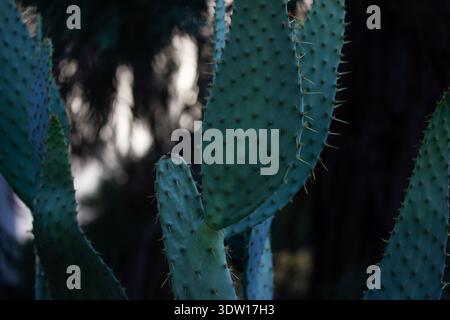 Reifer wilder Kaktuskaktus mit einem jungen Nopalsprieß und scharfen Dornen. Nopal Opuntia Sukkulenten lebende Pflanze Kakteen auf dunklem Hintergrund. Stockfoto