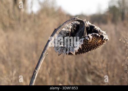 Verdorbener Sonnenblumenkopf, der im Winterfeld herabhängt, Nahaufnahme Stockfoto