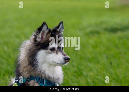 Flauschiger Pomsky oder malamute Pomsky Welpe in blauem Gurtzeug, sitzend auf grünem Gras, Seitenprofil mit Kopierraum; Haustierporträt im Freien in natürlichem Licht. Stockfoto